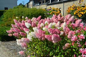 Obraz Hydrangea